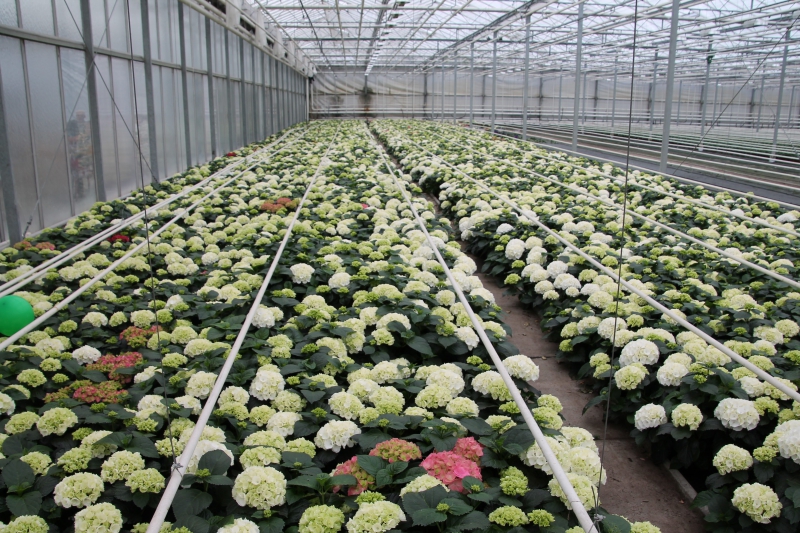 pepiniere-VILLEFRANCHE SUR MER-min_nursery-hydrangea-white-flowers-greenhouse-flower-1609210-pxhere.com